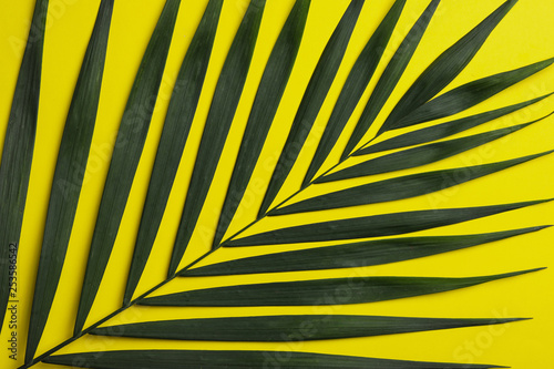 Obraz tropikalny liść palmowy na żółtym tle