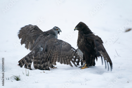 fighting goshawk and common buzzard