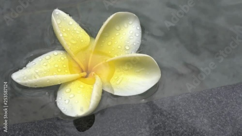 Yellow frangipani flower floating in the pool.