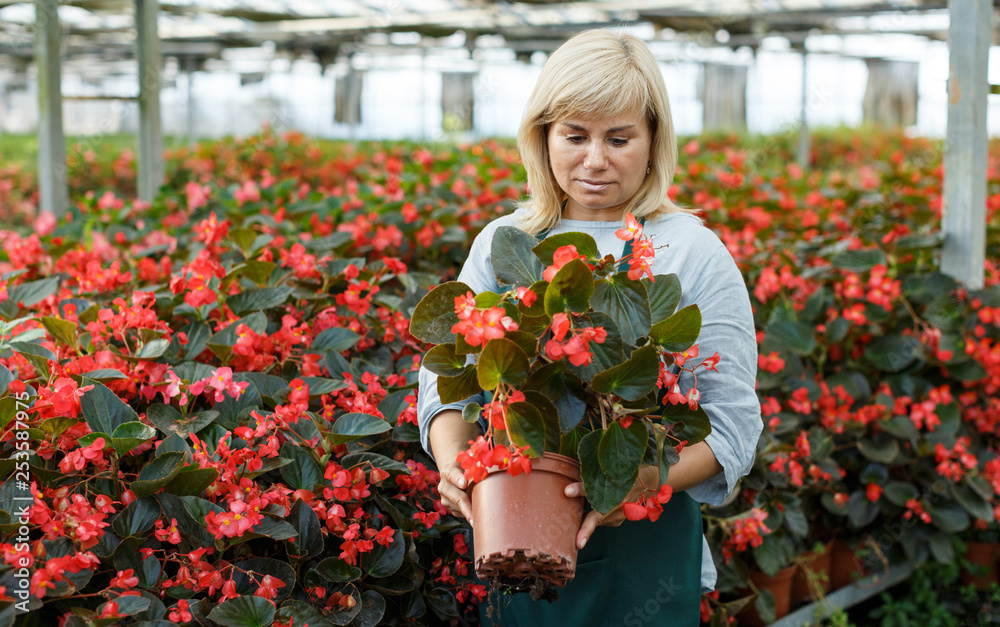 Woman florist in apron gardening red begonia plants in pots in greenhouse