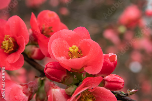 Japanese Quince Flowers in Bloom in Winter