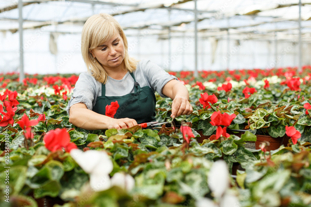 Woman while gardening  flowers of red cyclamen in pots indoors in hothouse