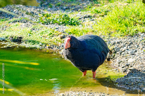 Takahe, rare New Zealand indigenous flightless bird photo