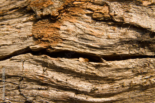  wooden texture of centenary cohiue, typical tree of the Patagonian zone in Argentina