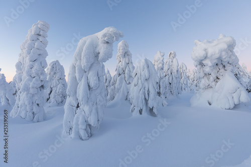 Winter panorama landscape with forest  trees covered snow and sunrise. winter morning of a new day. purple or orange winter landscape with sunset. Majestic white spruces glowing by sunlight. Sunny day