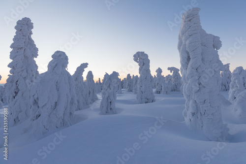 Winter panorama landscape with forest, trees covered snow and sunrise. winter morning of a new day. purple or orange winter landscape with sunset. Majestic white spruces glowing by sunlight. Sunny day © Michal