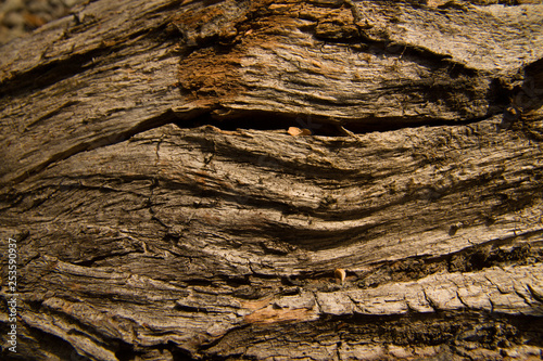  wooden texture of centenary cohiue, typical tree of the Patagonian zone in Argentina