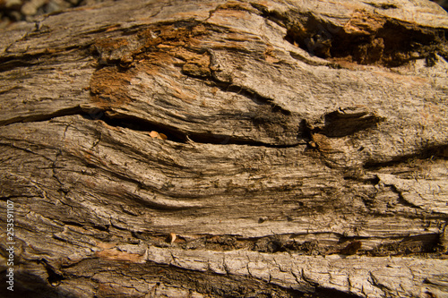  wooden texture of centenary cohiue, typical tree of the Patagonian zone in Argentina