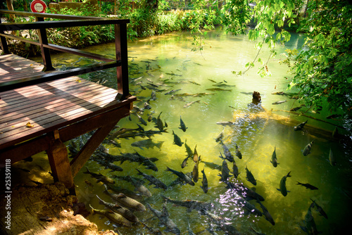 fish cave in thailand march 2019