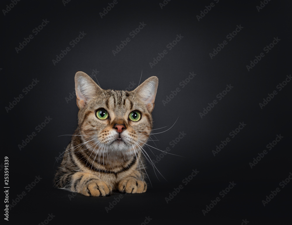 Handsome young brown tabby American Shorthair cat sitting behind black surface. Looking straight ahead above camera with mesmerizing green eyes. Isolated on a black background. Front paws on edge.
