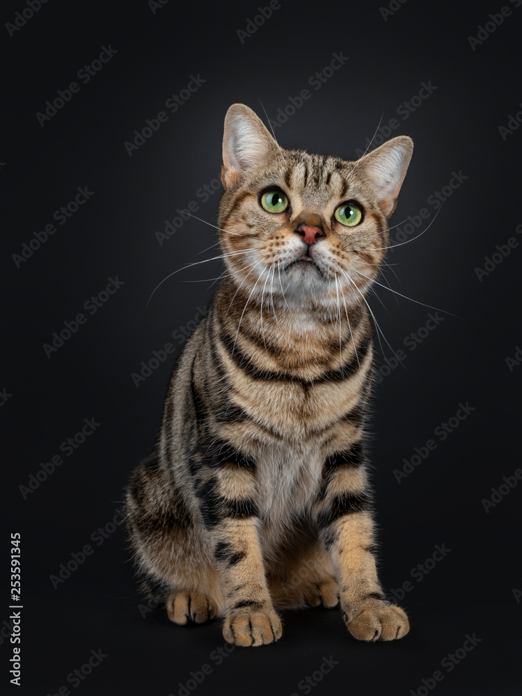 Handsome young brown tabby American Shorthair cat, sitting up facing front. Looking up with mesmerizing green eyes. Isolated on a black background.