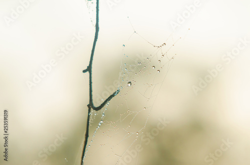 Cobwebs with dew drops on pine branches in the morning.
