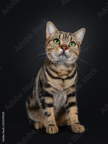 Handsome young brown tabby American Shorthair cat, sitting up facing front. Looking up with mesmerizing green eyes. Isolated on a black background. © Nynke