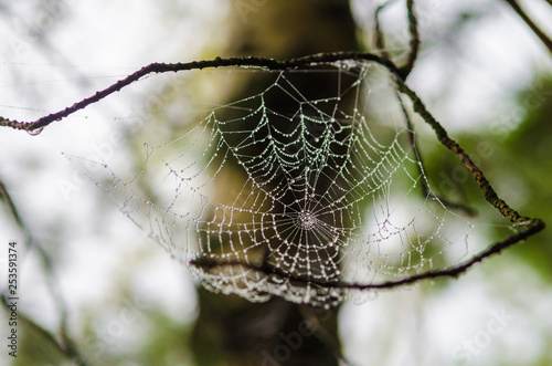 Cobwebs with dew drops on pine branches in the morning.