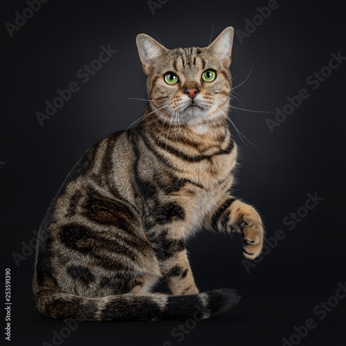Handsome young brown tabby American Shorthair cat, sitting side ways. Looking at lens with mesmerizing green eyes. Isolated on a black background. Tail curled around body. One paw lifted up. 