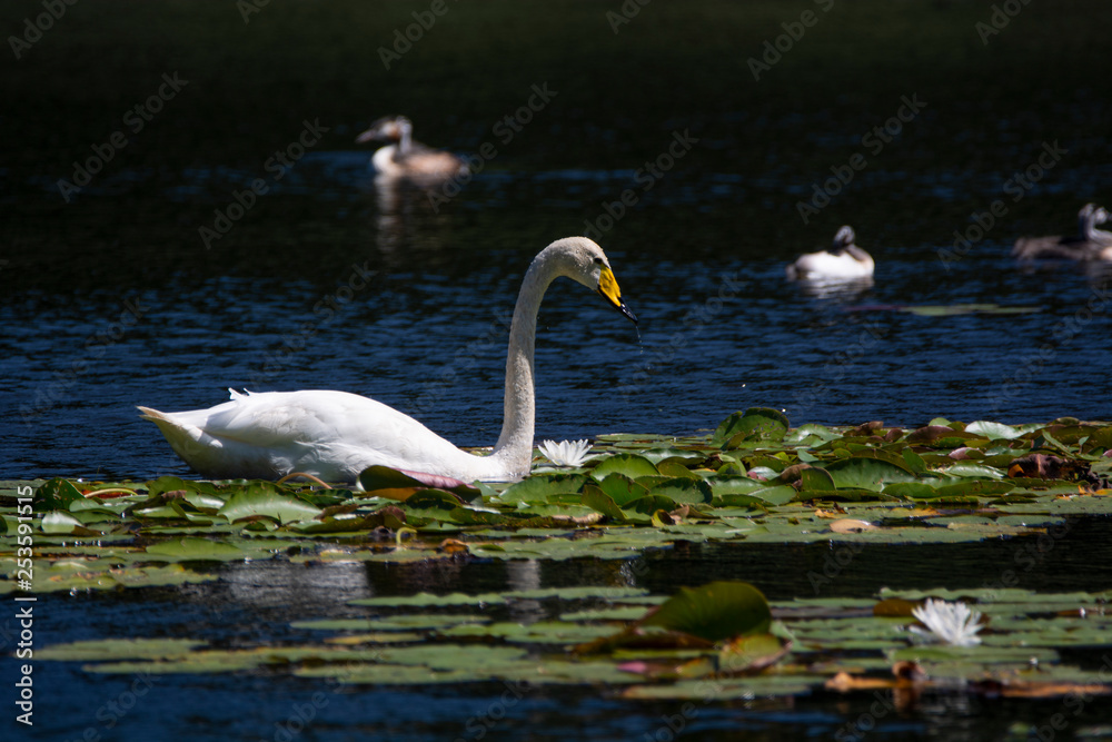 Fototapeta premium Bewick's swan