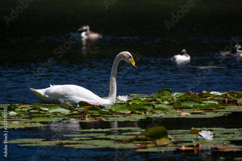 Bewick s swan