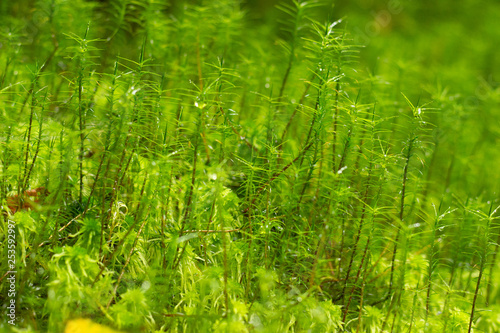 gress macro grass photo