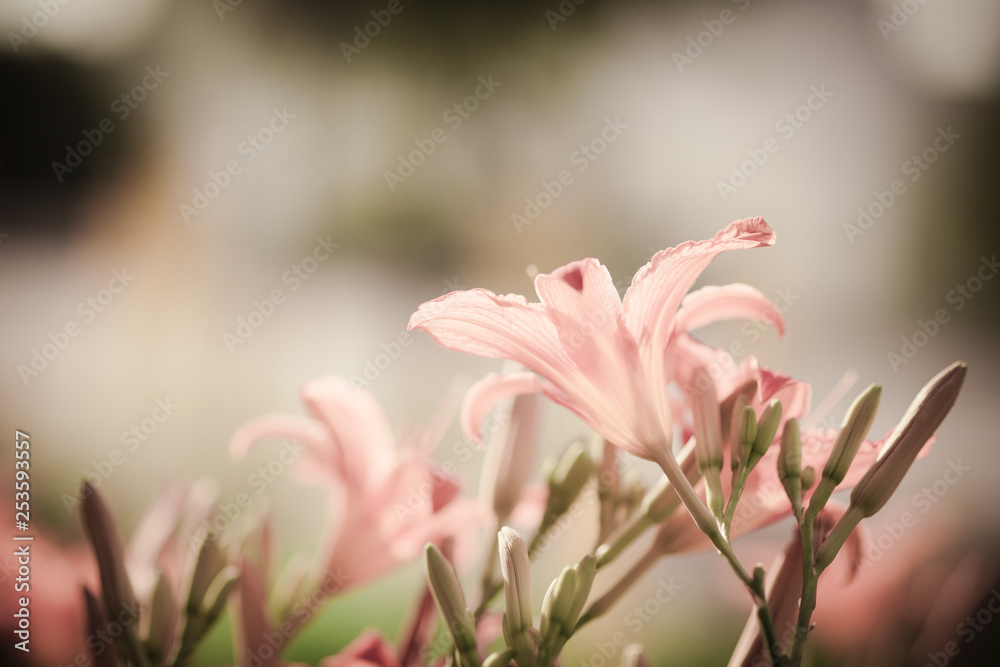 Beautiful lily flower in flowerbed outdoors