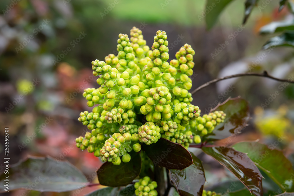 Oregon Grape Flower Buds in Winter Oregon Grape Flower Buds in Winter