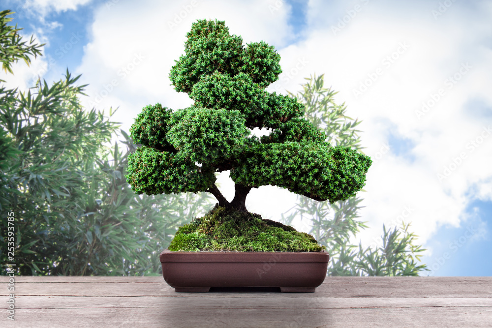 bonsai Chamaecyparis pisifera'Squarrosa dumosa' on a wooden table foto de  Stock | Adobe Stock