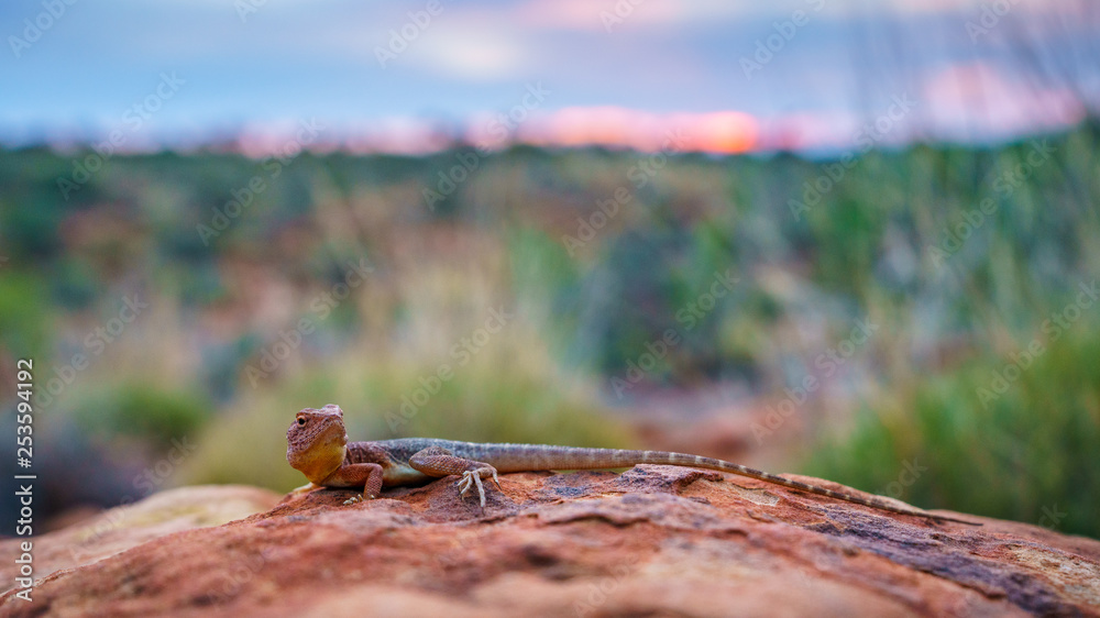 lizard in the sunset of kings canyon, northern territory, australia 12 lizard in the sunset of kings canyon, northern territory, australia 12