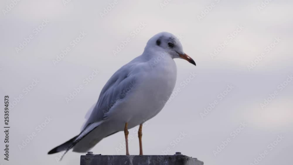 Sea gull in front of Hamburg harbour St. Paul Landungsbruecken in Slow Motion Sea gull in front of Hamburg harbour St. Paul Landungsbruecken in Slow Motion