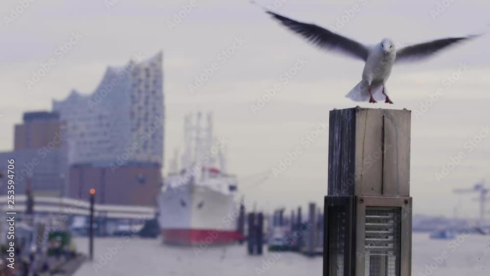 Sea gull in front of Hamburg harbour St. Paul Landungsbruecken with Elbphilharmonie in the background in Slow Motion