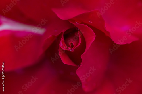 Flower and beautiful petals