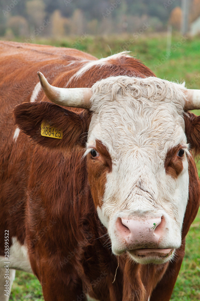 cow and beige on the pasture cow and beige on the pasture
