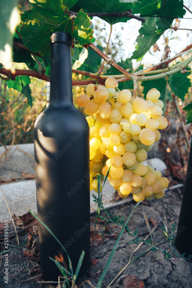 A black bottle of wine stands on the ground next to grapes, green leaves and a vine.countryside, natural product