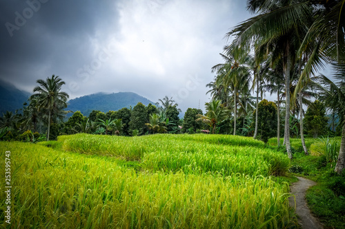 Paddy field rice terraces, Munduk, Bali, Indonesia