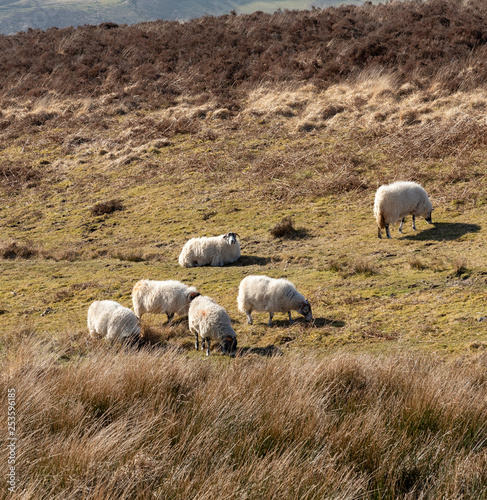 Exmoor National Park, Somerset, England, UK. March 2019. Sheep grazing on open land of Exmoor close to Simonsbath a hamlet in this national park.
