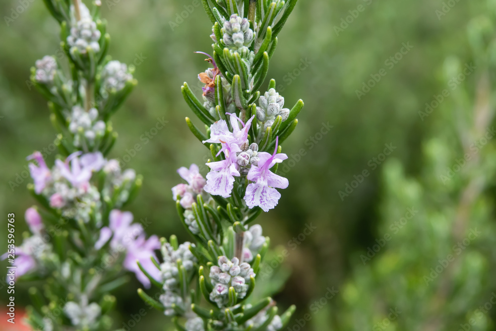 Rosemary Flowers in Bloom in Winter