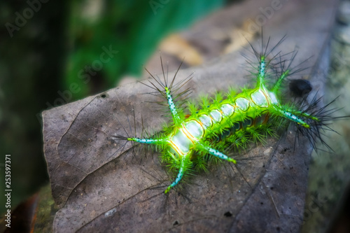 Εκτύπωση καμβά Stinging Slug Caterpillar, Taman Negara national park, Malaysia