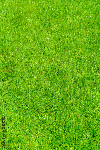 Grass lawn natural texture. Green grass background