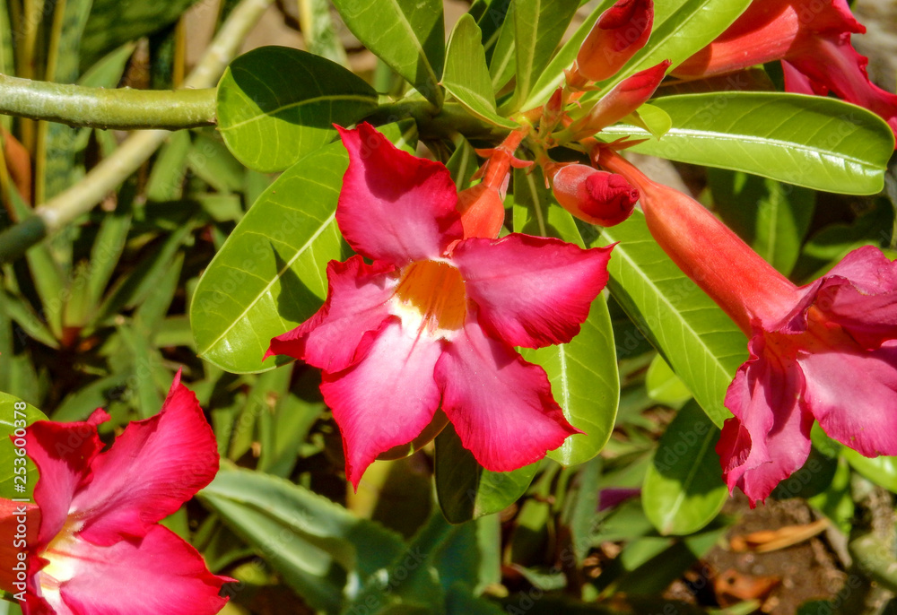 Red flowers Adenium on the background of green leaves Red flowers Adenium on the background of green leaves