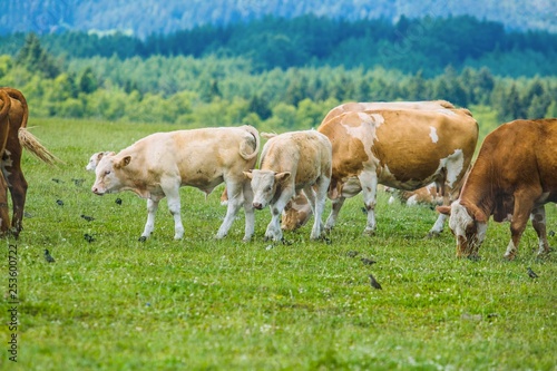 Herd of dirty white and brown cows and calves grazing in a pasture with green grass together with flock of starling birds, summer day in a countryside, trees in background, symbiosis