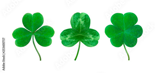 Vector set of detailed realistic three-leaf shamrocks. St. Patriсk's day design elements. Gradient mesh.
