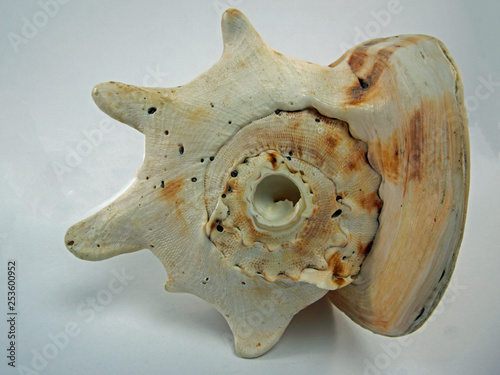 Large conch shell