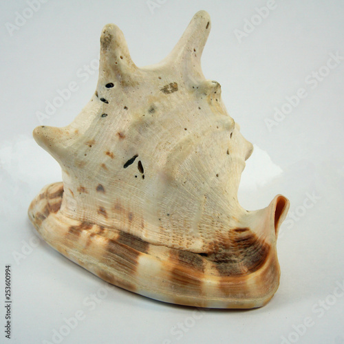 Large conch shell