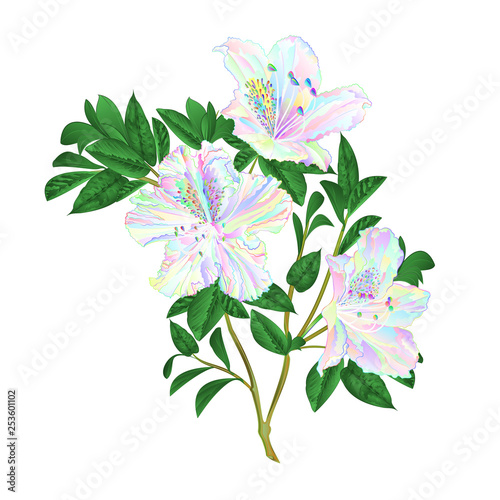 Fototapeta Naklejka Na Ścianę i Meble -  Twig flowers multicolored rhododendrons twig rhododendrons  mountain shrub on a white background vintage vector illustration editable hand draw