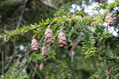 Western Hemlock Cones in Winter