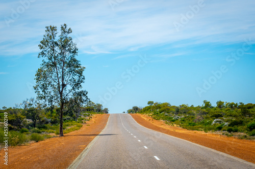 Only tree in Australian bush standing next to the straight road