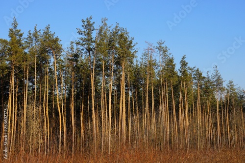 a row of pine trees on the edge of the forest against the sky