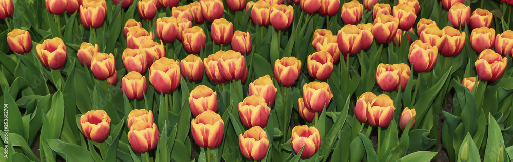 Fototapeta premium Colorful tulips blooming in spring in the famous Dutch tulip park. Taken in Keukenhof, Netherlands.