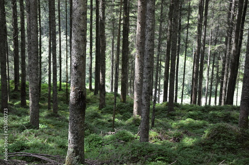 Alpen im Sommer © Jrg