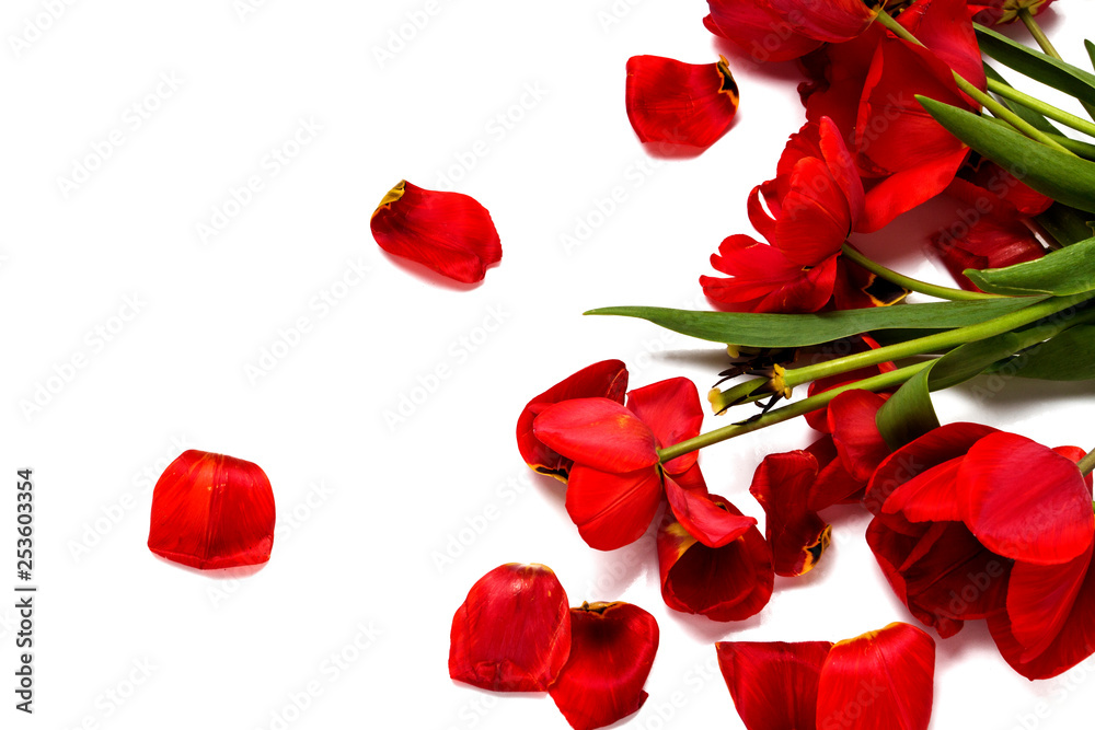 Broken old red tulips on a white background. Top view, Flat lay.