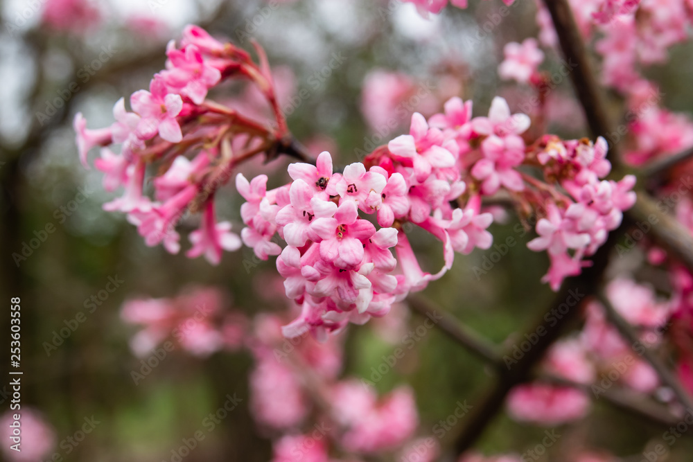 Winter Viburnum Flowers in Bloom in Winter Winter Viburnum Flowers in Bloom in Winter