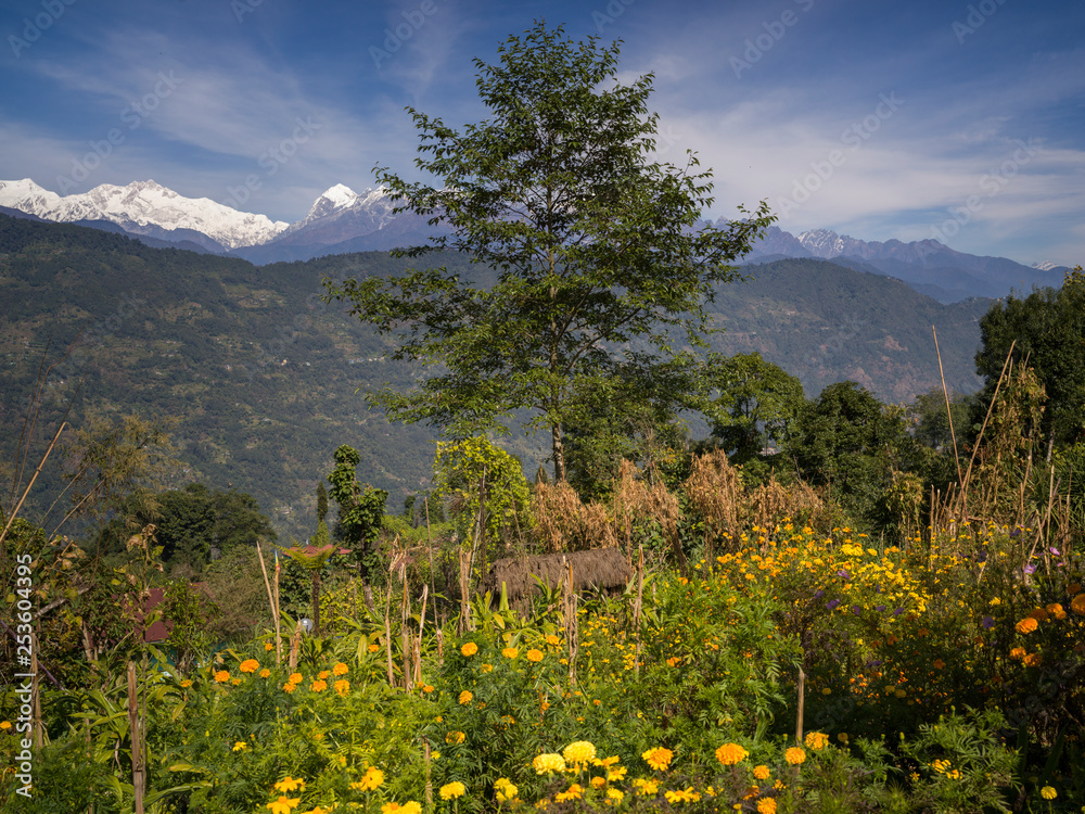 Flowers in a garden with mountain range in the background, Sikkim, India